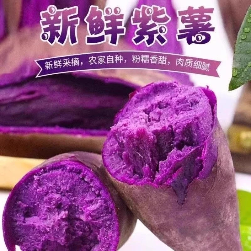 新鲜紫薯沙地现挖香甜粉糯坏果包赔产地直发