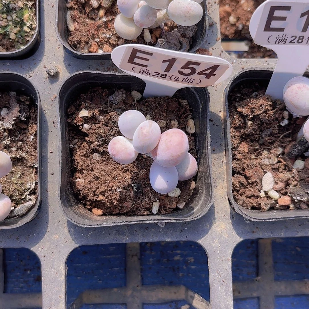 E154奶酪一物一拍