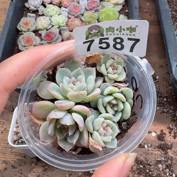 多肉植物多肉植物