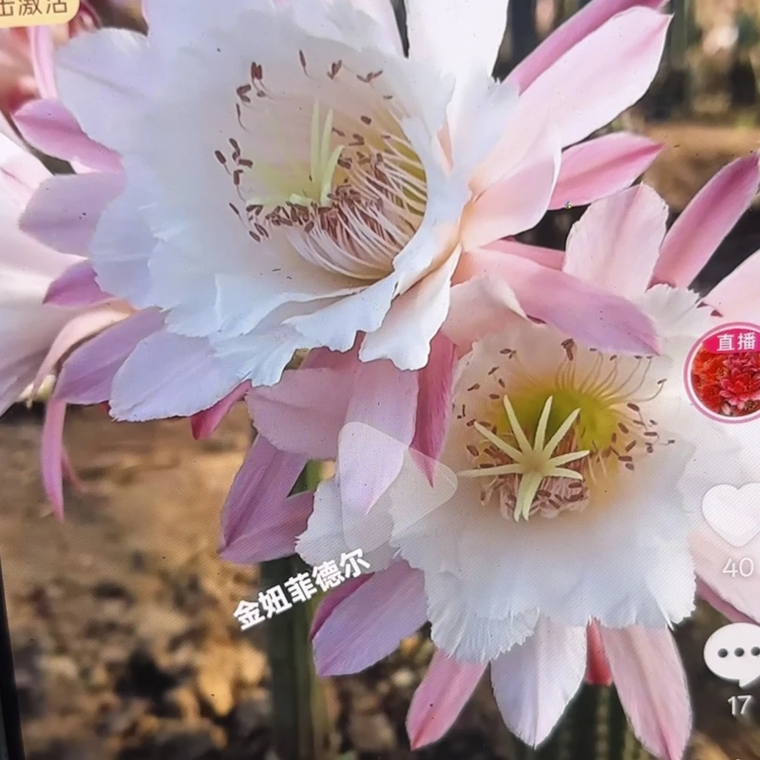 菲德尔金妞侧牙20包邮仙人球8公分17