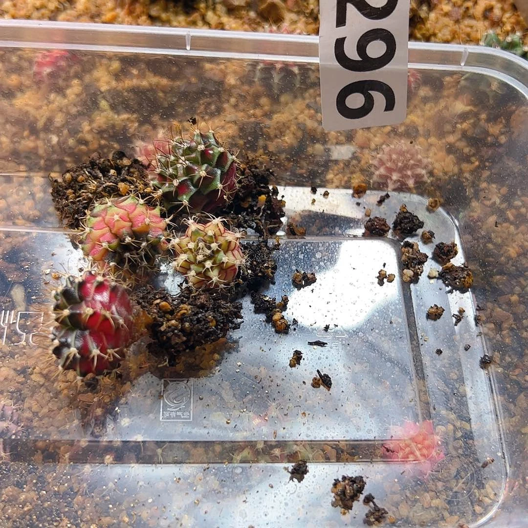 大***️当前无花栽培后可以开花296