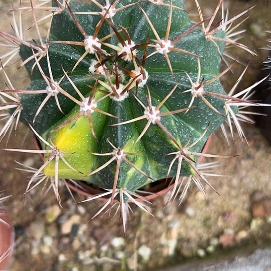 听**蝉实生云锦45667778