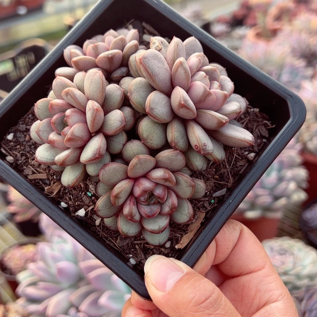 葡萄四头群生多肉