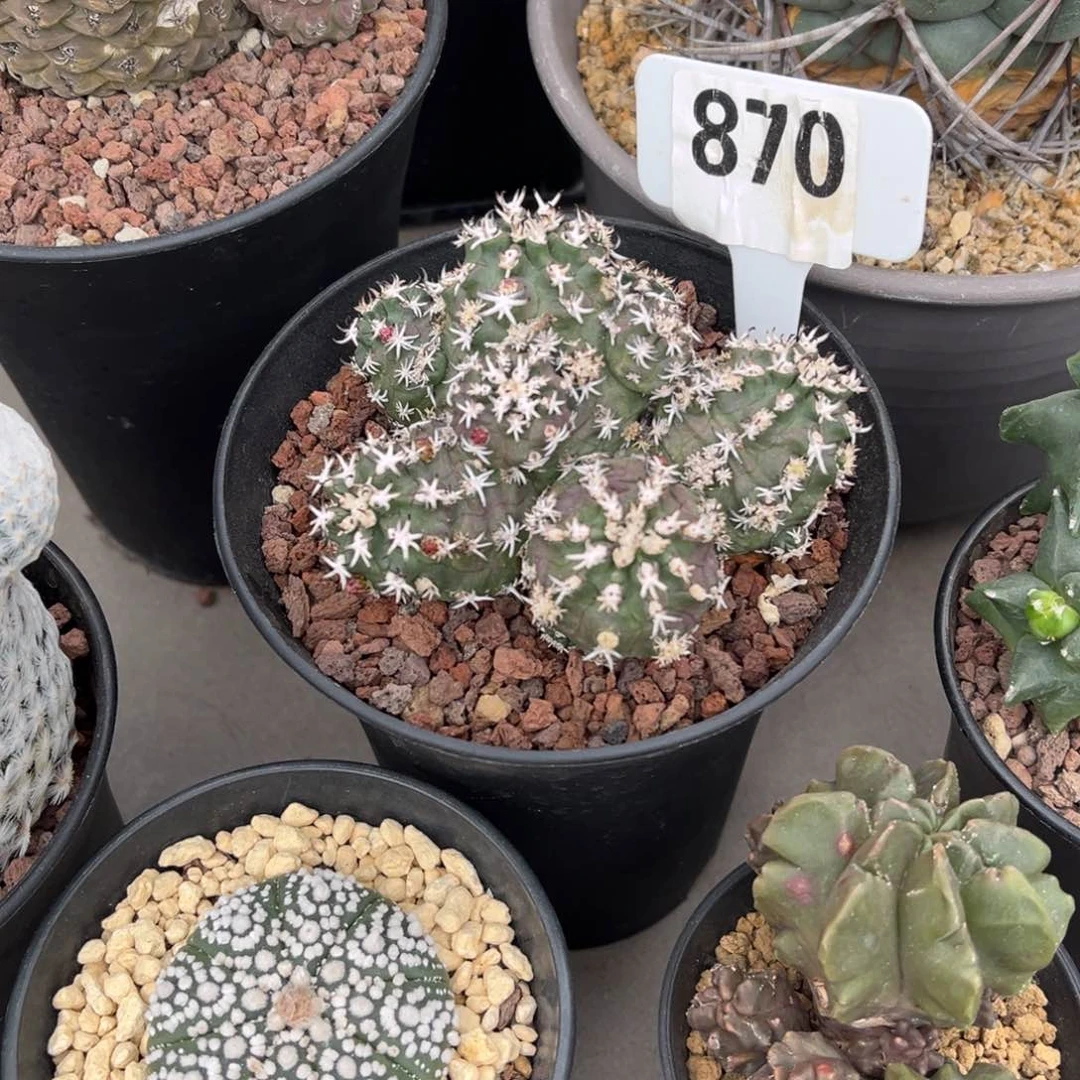 中**年青花虾一物一拍仙人球