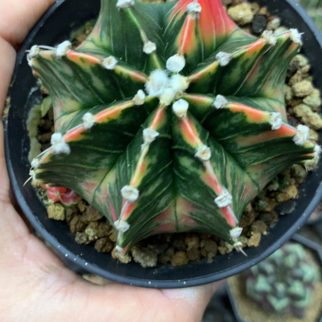 仙人球米哈肋骨锦