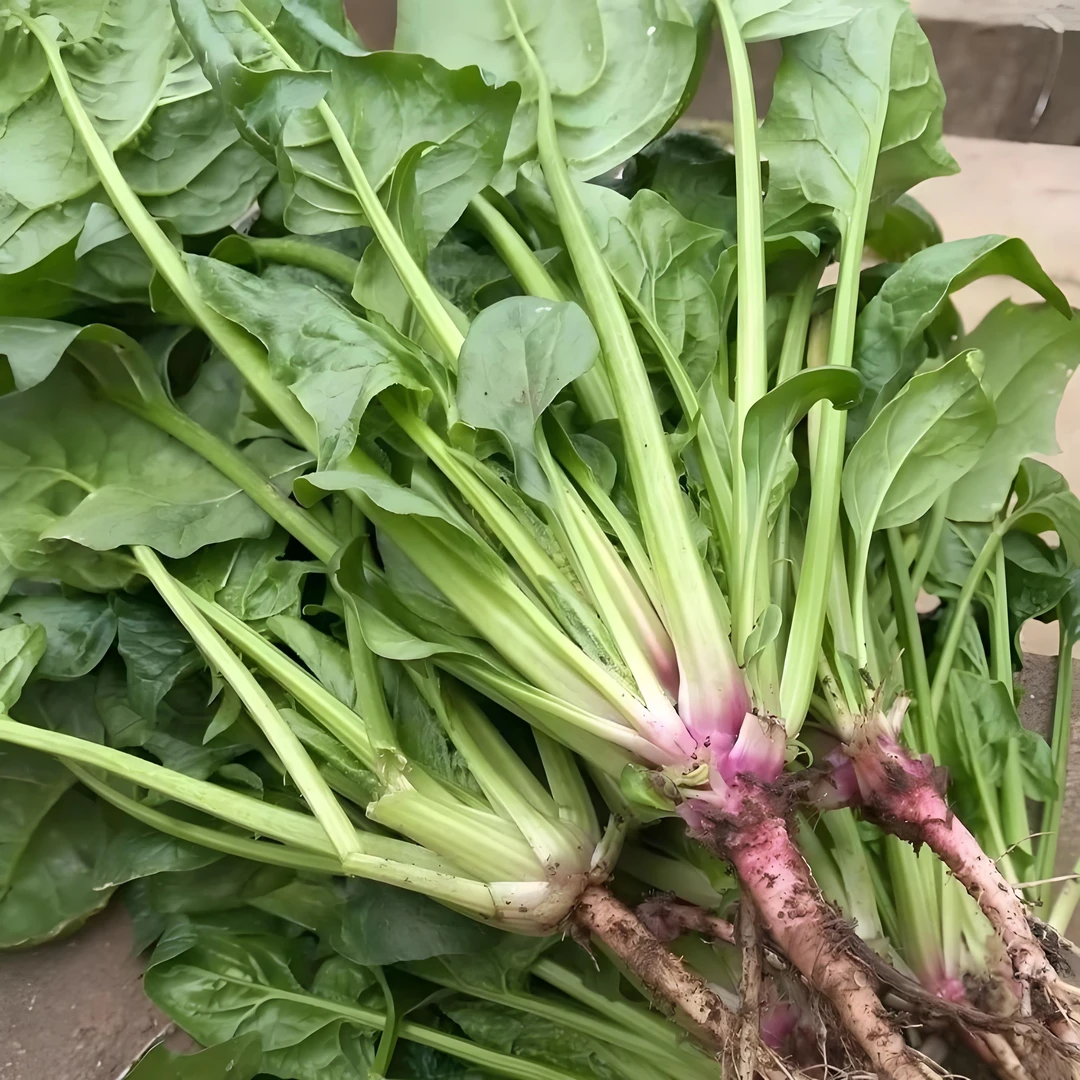 【满五包包邮】红根四季大叶菠菜种子耐寒耐热高产四季种子