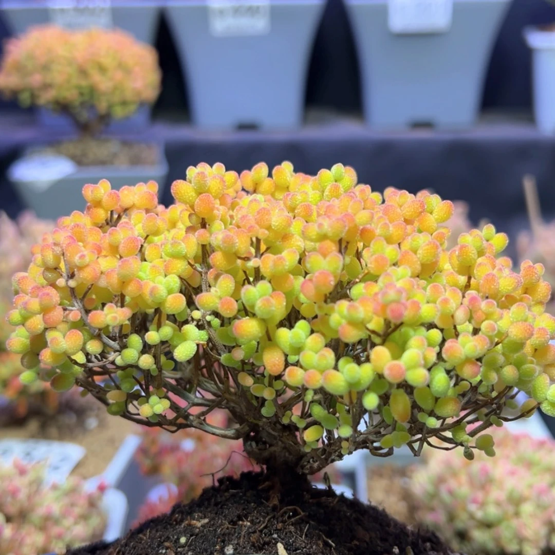 【闪购商品】奶****❤e559老桩大金桔搬棚福福价