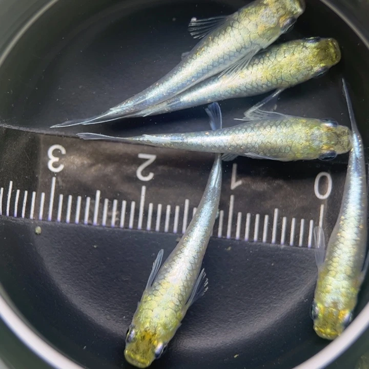 海水鱼帝姬青鳉8号