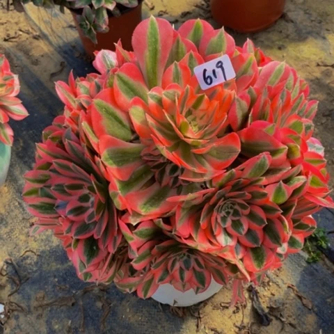 粉女巫多肉植物一物一拍619多肉不包断