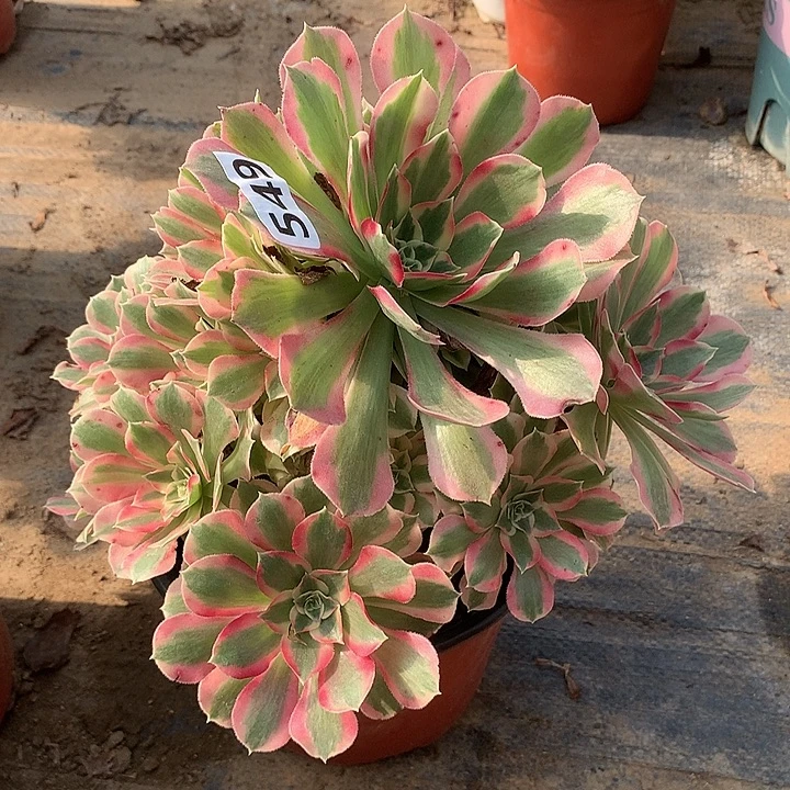 不周正叶罗刹549号