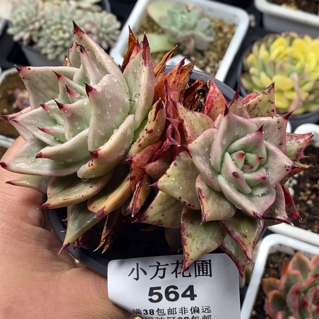 564星星锦双头带根