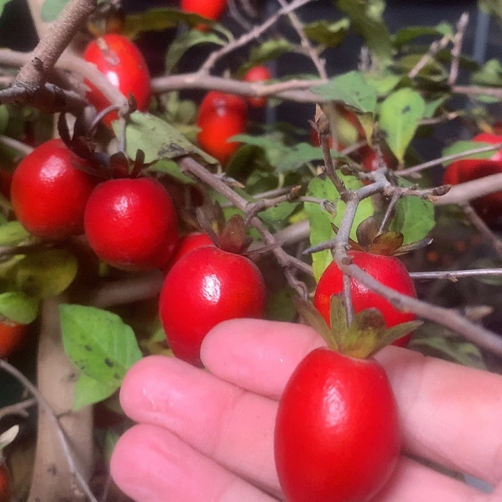 无花朵老鸦的眼睛