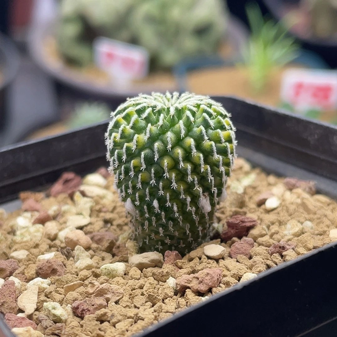 实生火花刺缀精巧殿锦仙人球