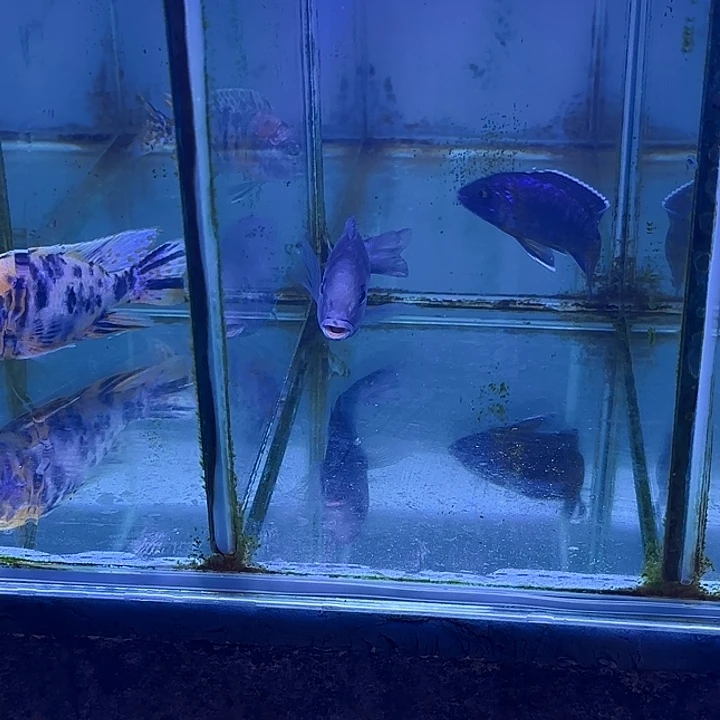 辣***龙海水鱼159号160号11111