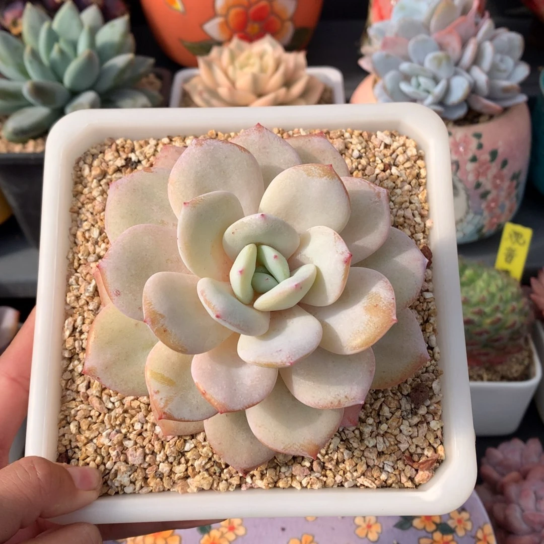 奶茶