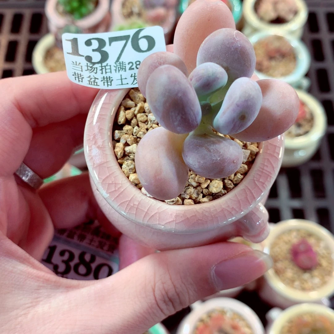 5厘米盆精控多肉1376