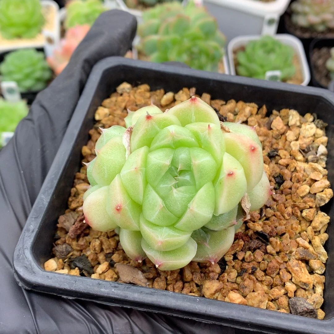 58包邮  群生不包整麦秆群63