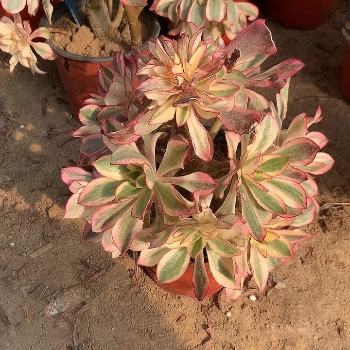 魅影多肉植物多肉7