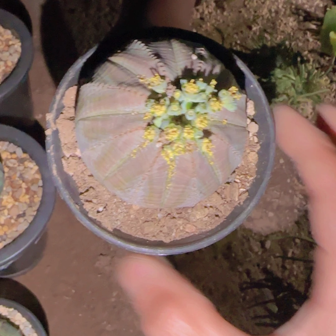 K***n块根植物块根植物