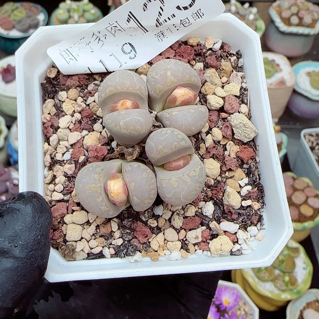 生石花满18包邮1119-123