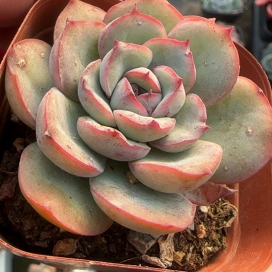 377晨露多肉植物多