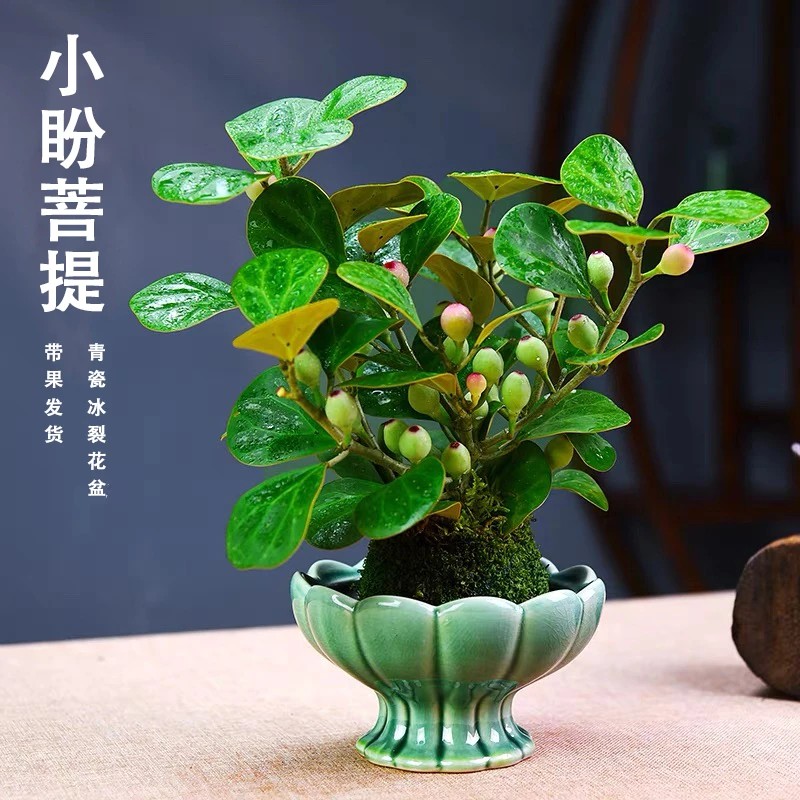 小盼菩提办公室桌面小盆栽中式禅意室内观果懒人植物好养易活绿植