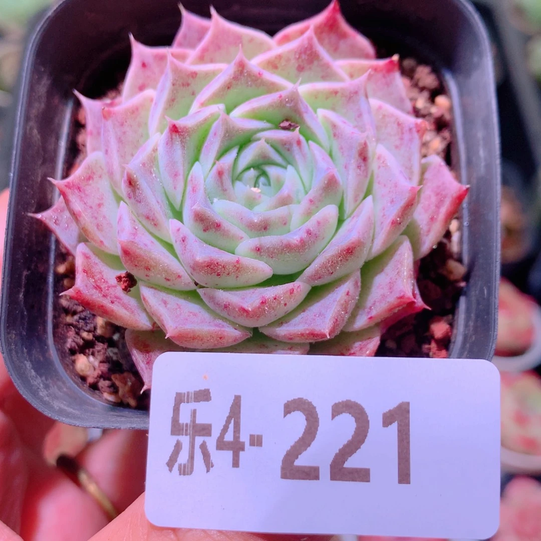 乐然4-221 海琳娜