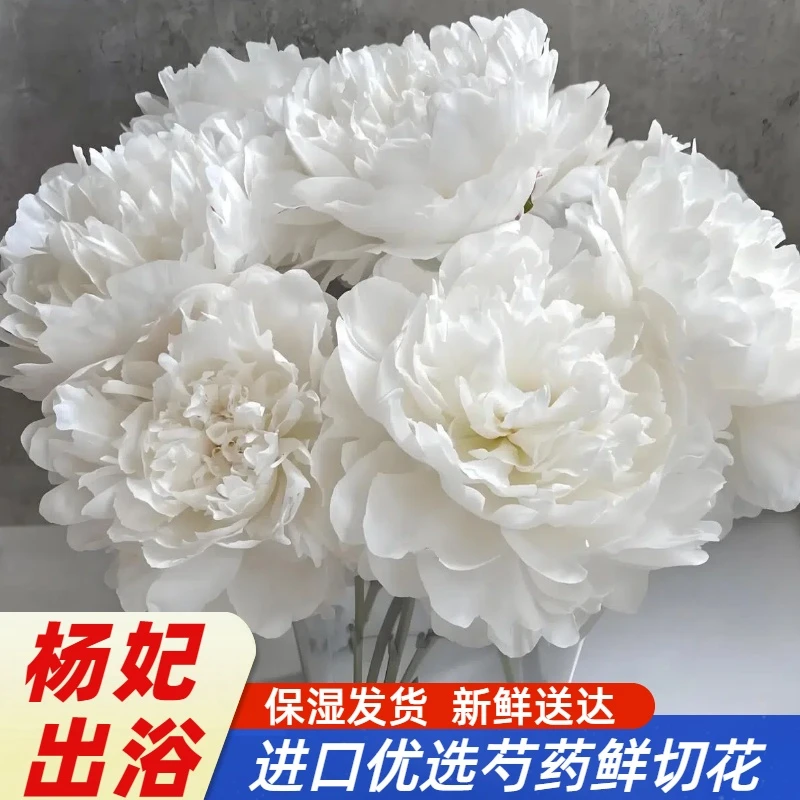 618年中福利   杨妃出浴 买4送1支防损 现货顺丰快递芍药鲜切花