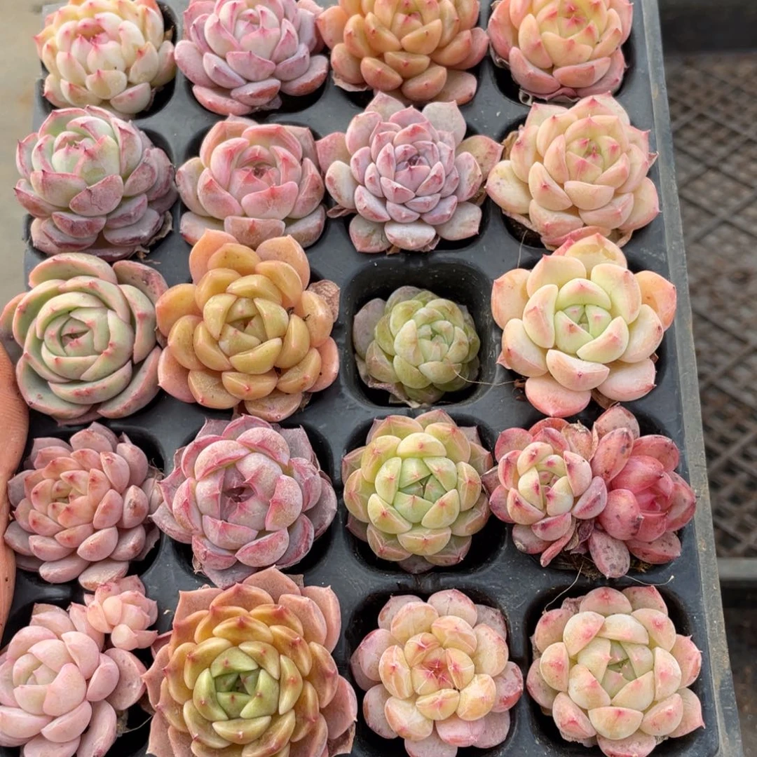 一物一拍20颗小苗29-217