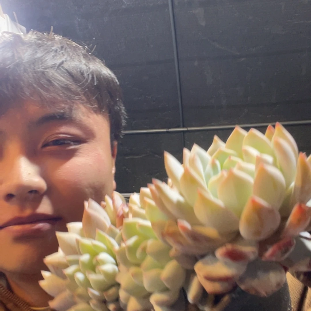 274 满20包邮脱土发货