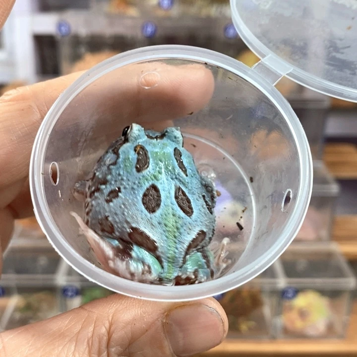 着***迷角蛙524号蓝色变异角蛙