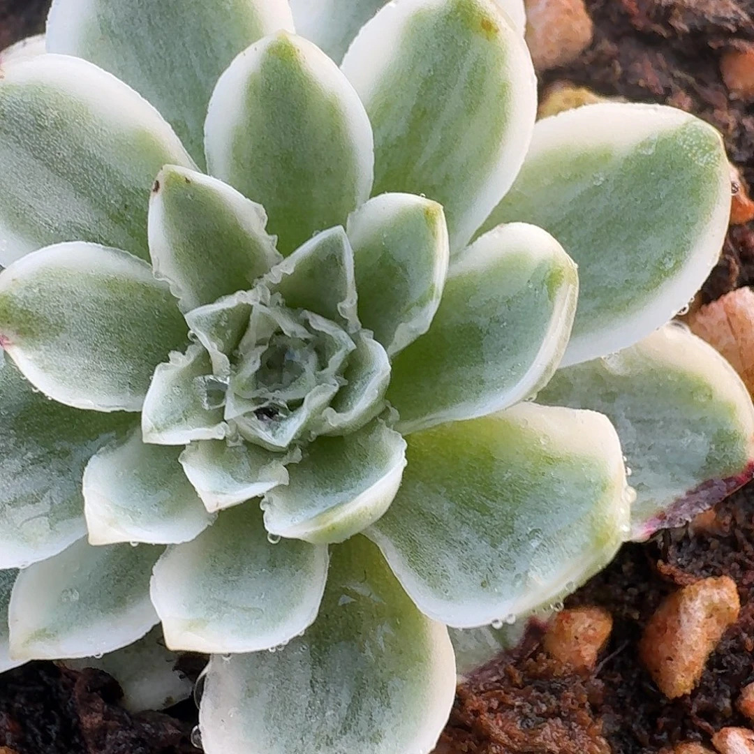 蕾丝秋夕一物一拍单头