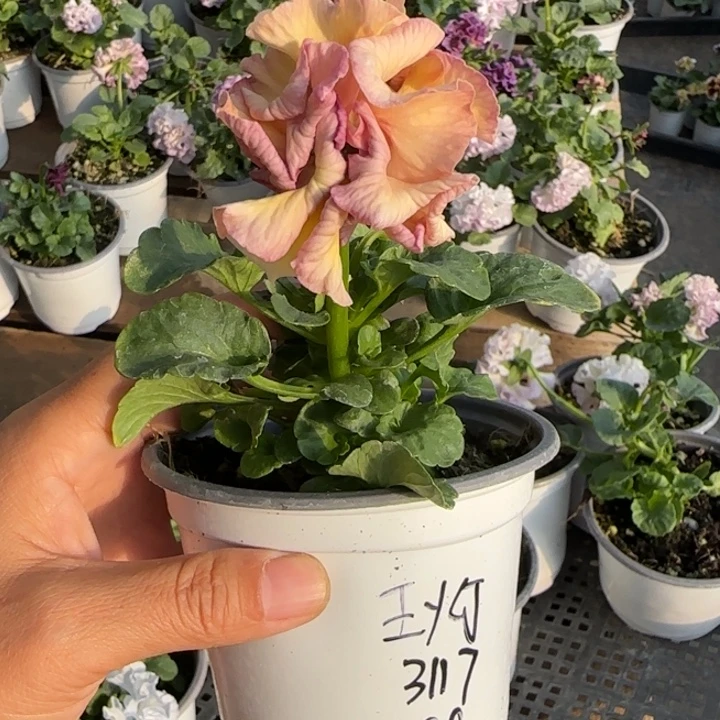 *****无花朵一物一拍角堇小苗