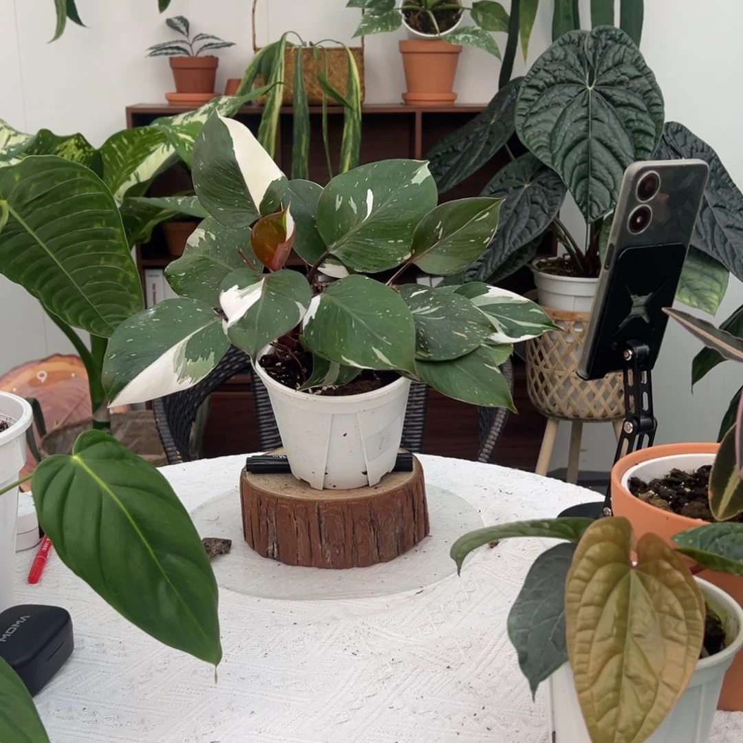不开花植物白骑士