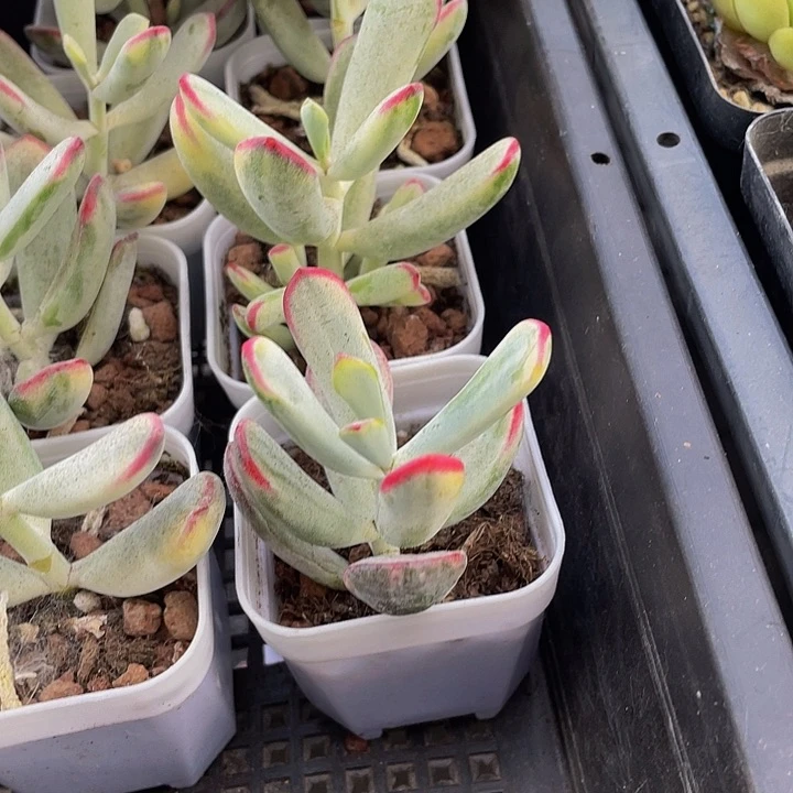 棒叶锦3.8带盆土发