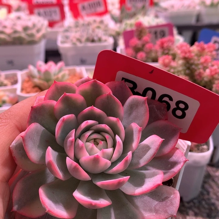 粉水晶覆轮锦有根