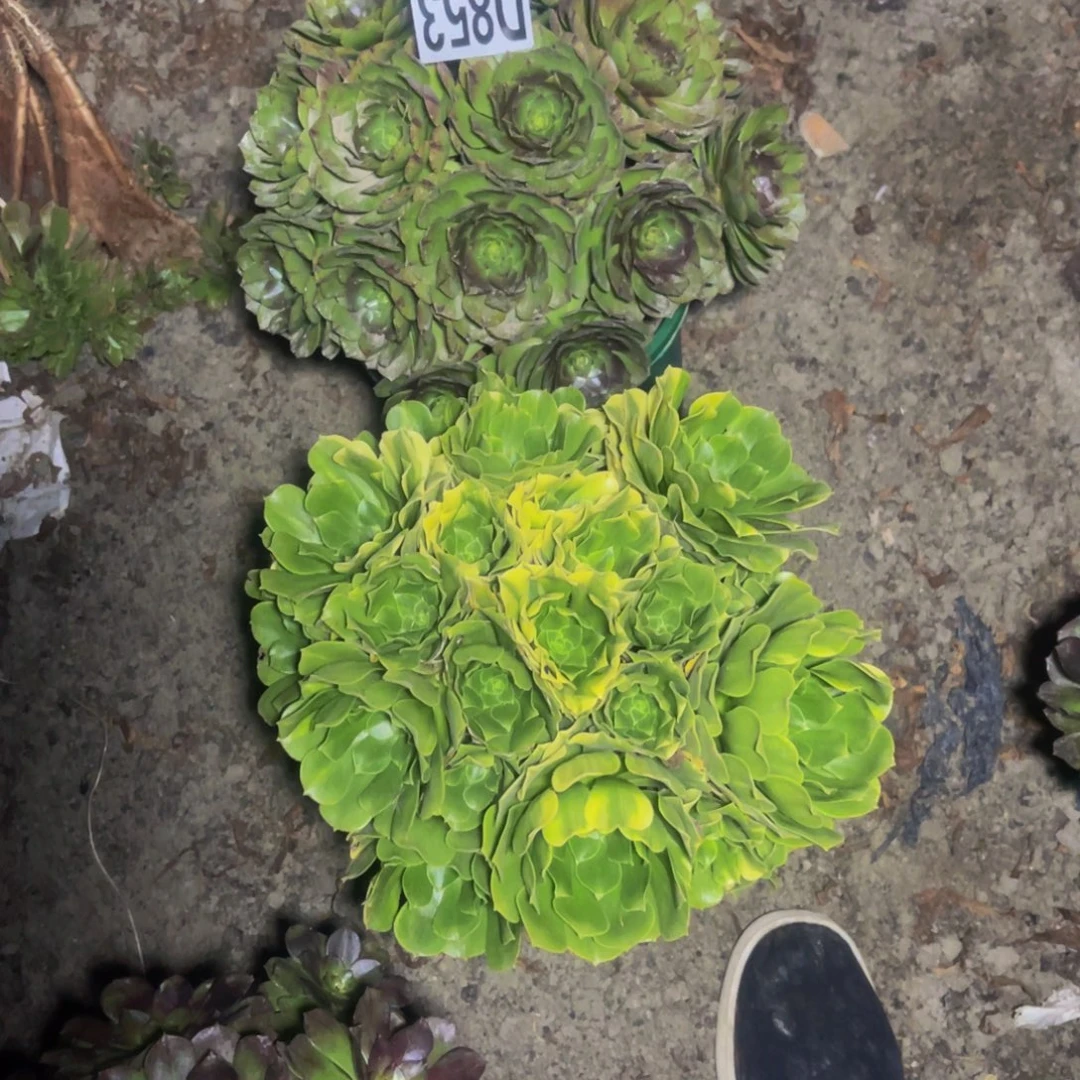 两盆法师16//////46包邮