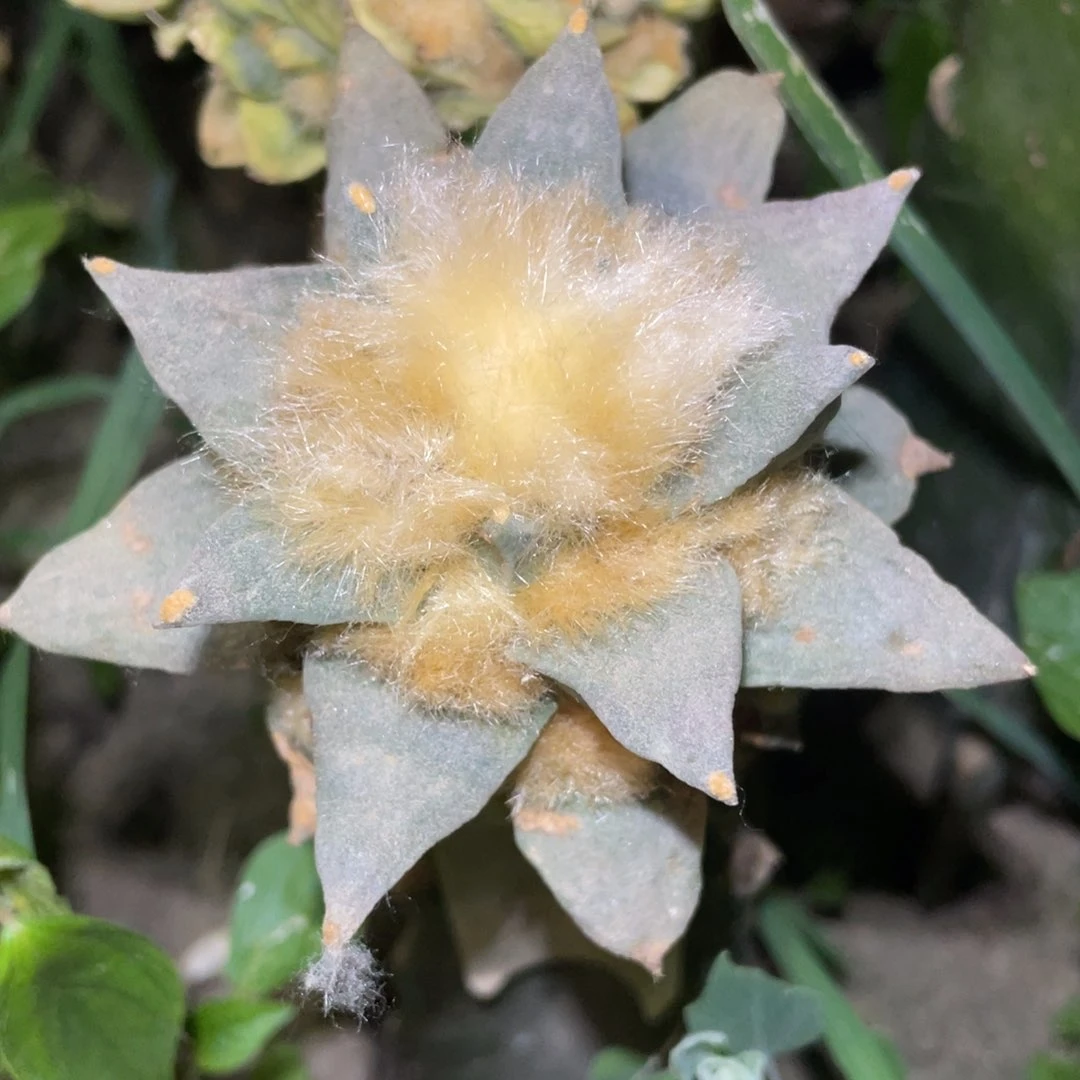 全部花朵蓝白金毛青瓷龙角牡丹