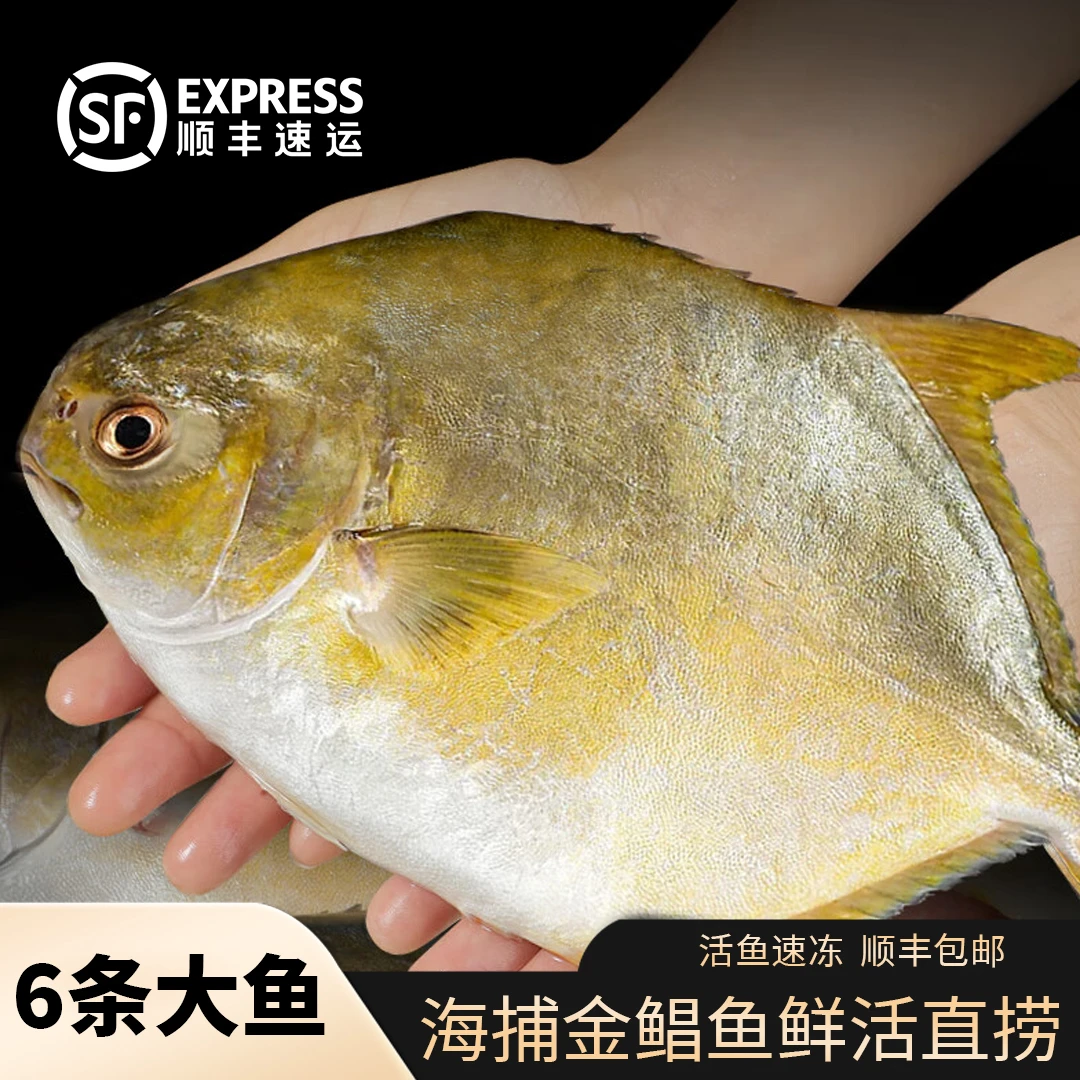 顺丰次日达【6条金鲳鱼400g/条】金鲳鱼新鲜海鱼海鲜水产鲜活冻F