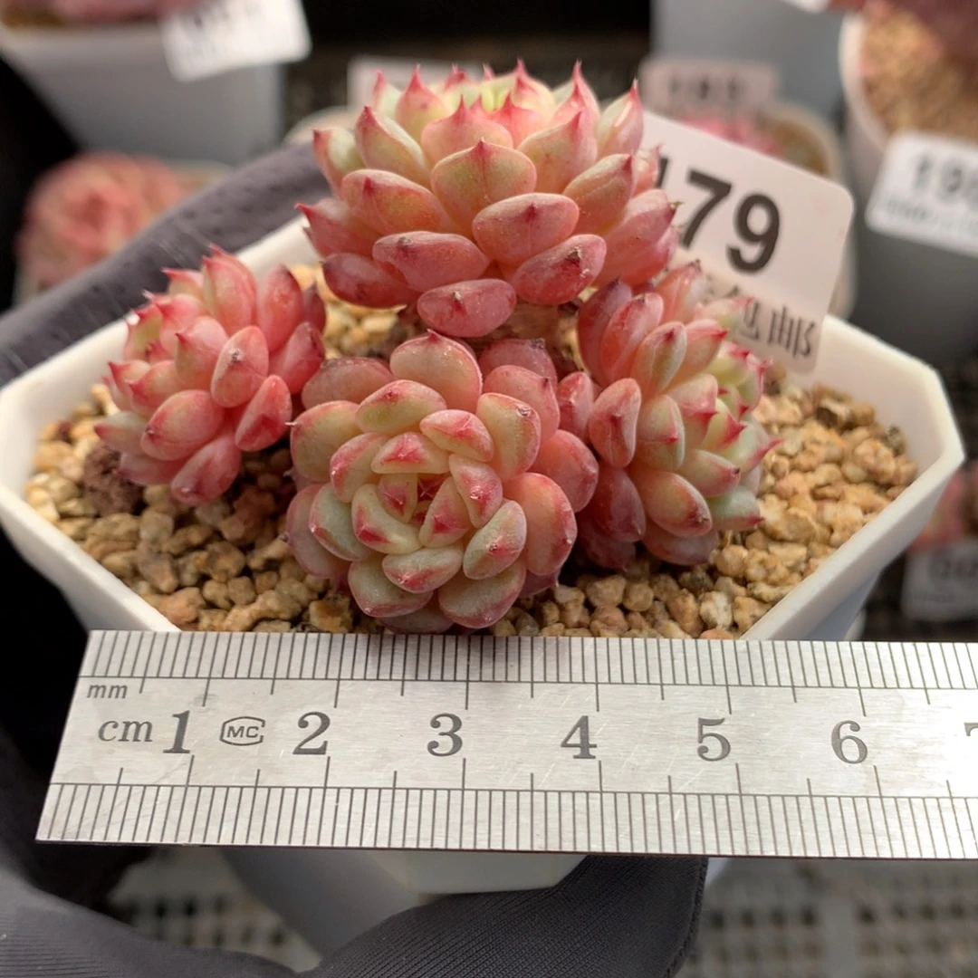 179。粗桩半捧花哈尼四头