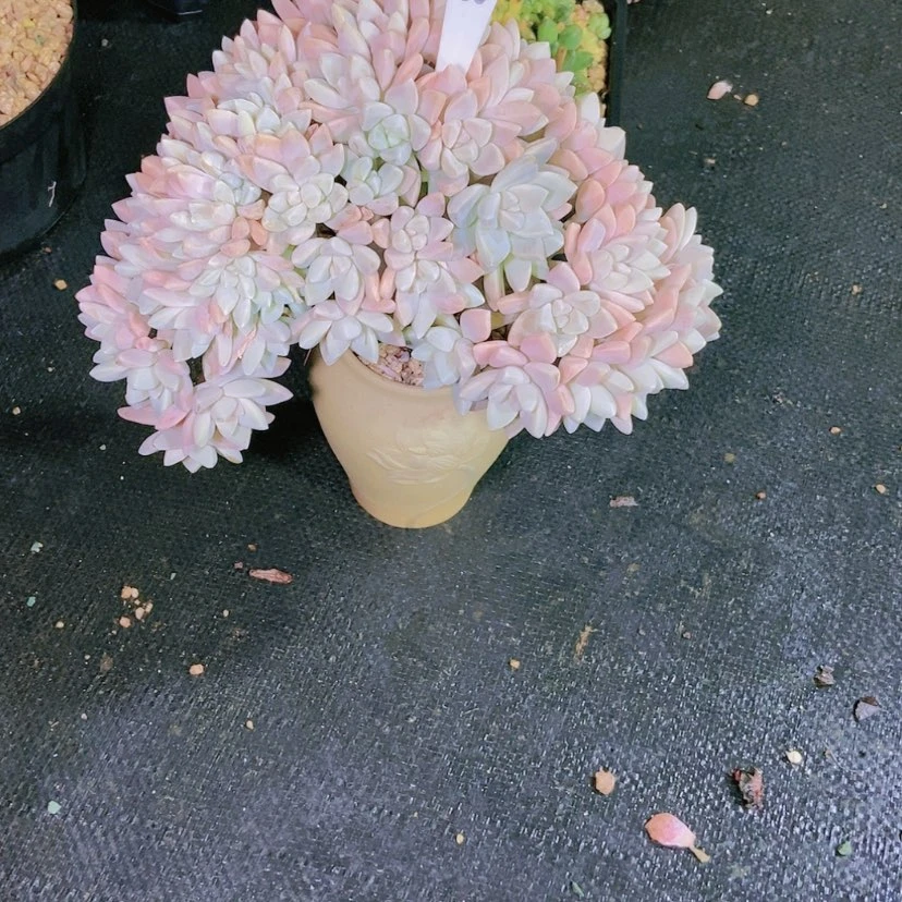 【闪购商品】迷*者2016物流