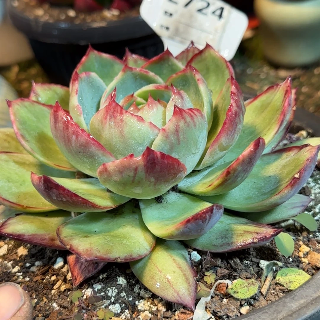 惊鸿一物一拍包装收缩花旱724