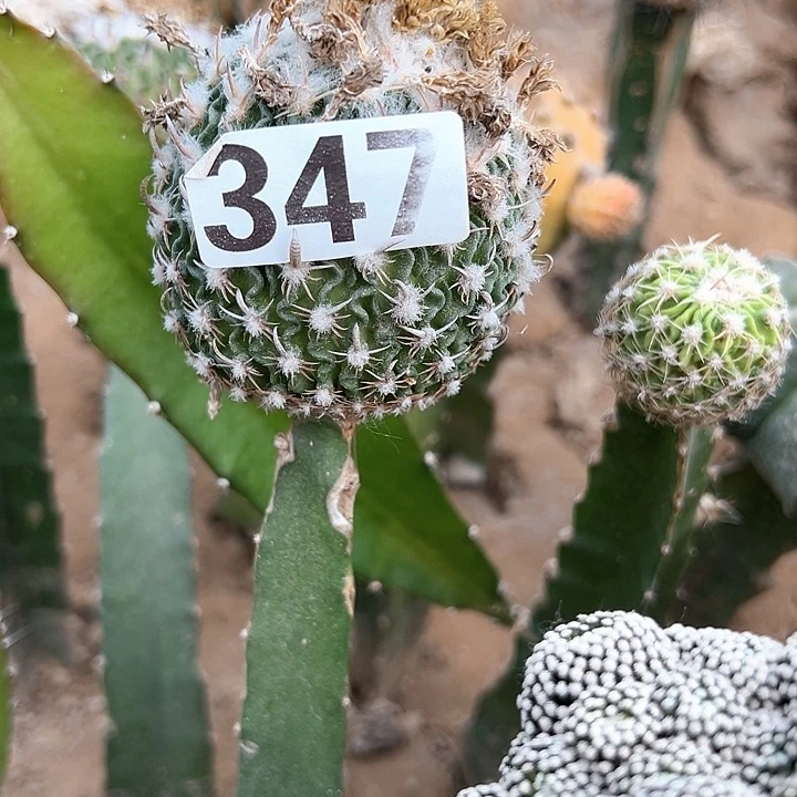 无花朵曾****水347号仙人球开花
