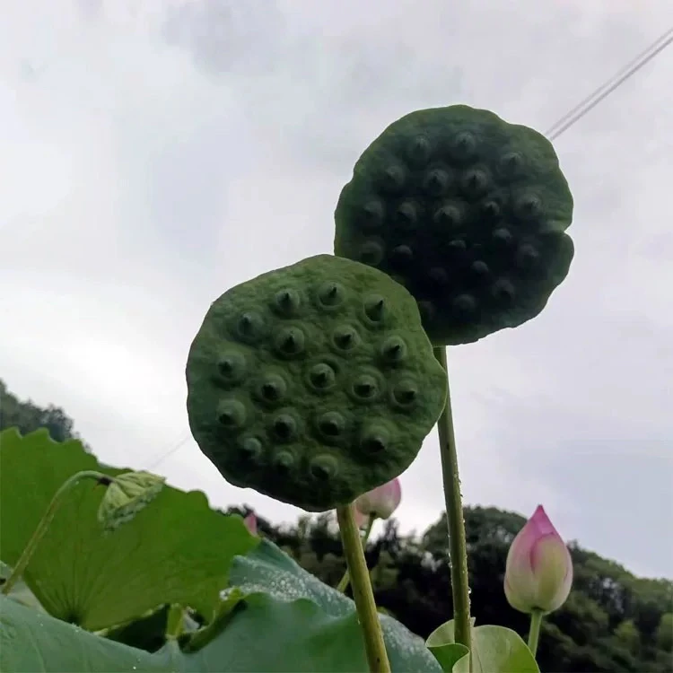 【村支书姚其飞】新鲜莲蓬现摘现发甜嫩莲蓬