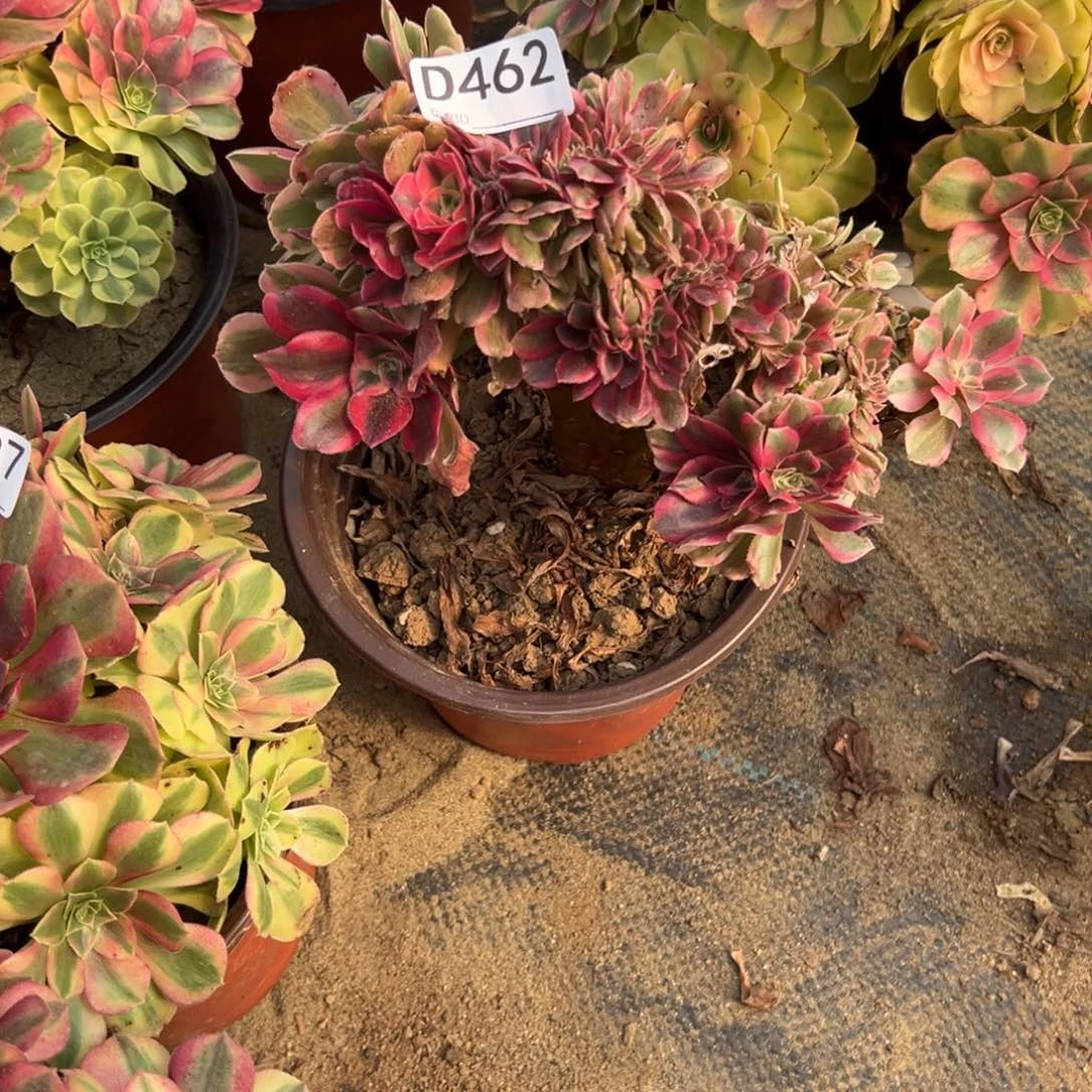 462粉女巫缀化多肉植物法师