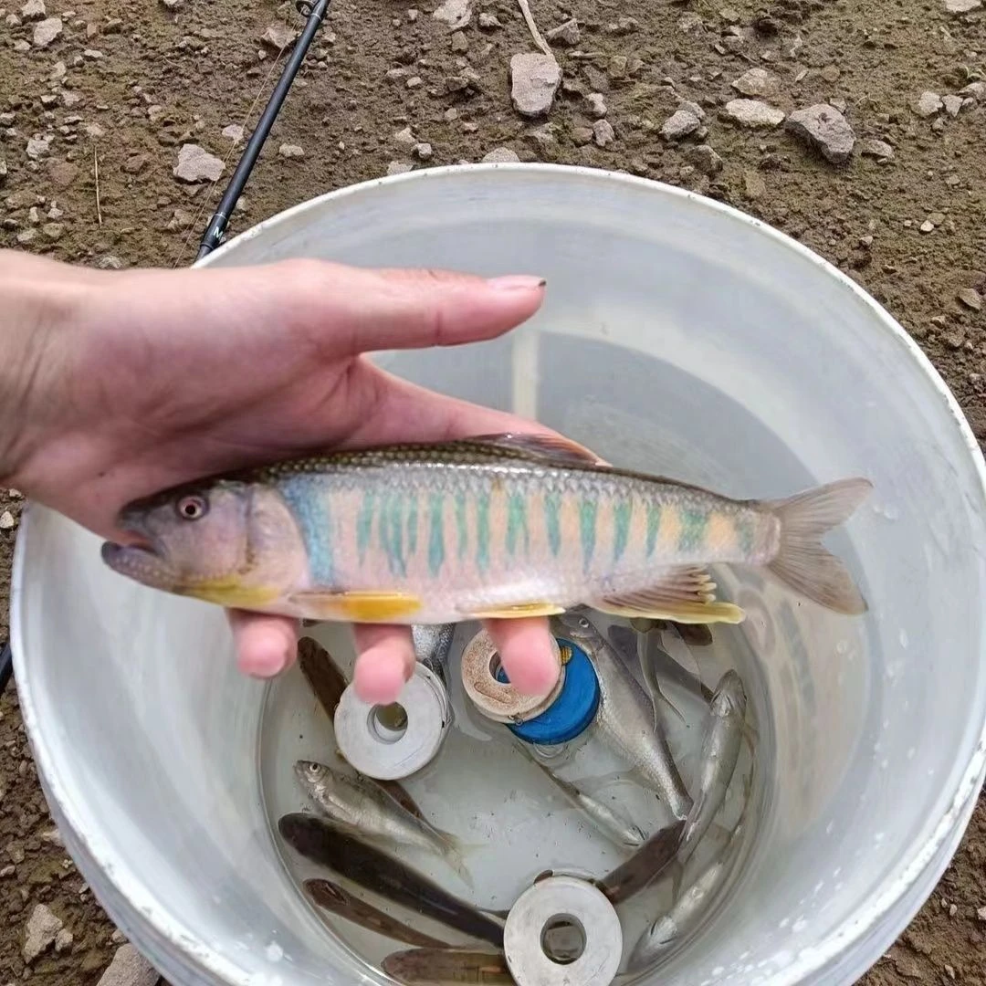发色大彩马口鱼南方原生溪流冷水淡水观赏鱼好养耐活已开口饲料