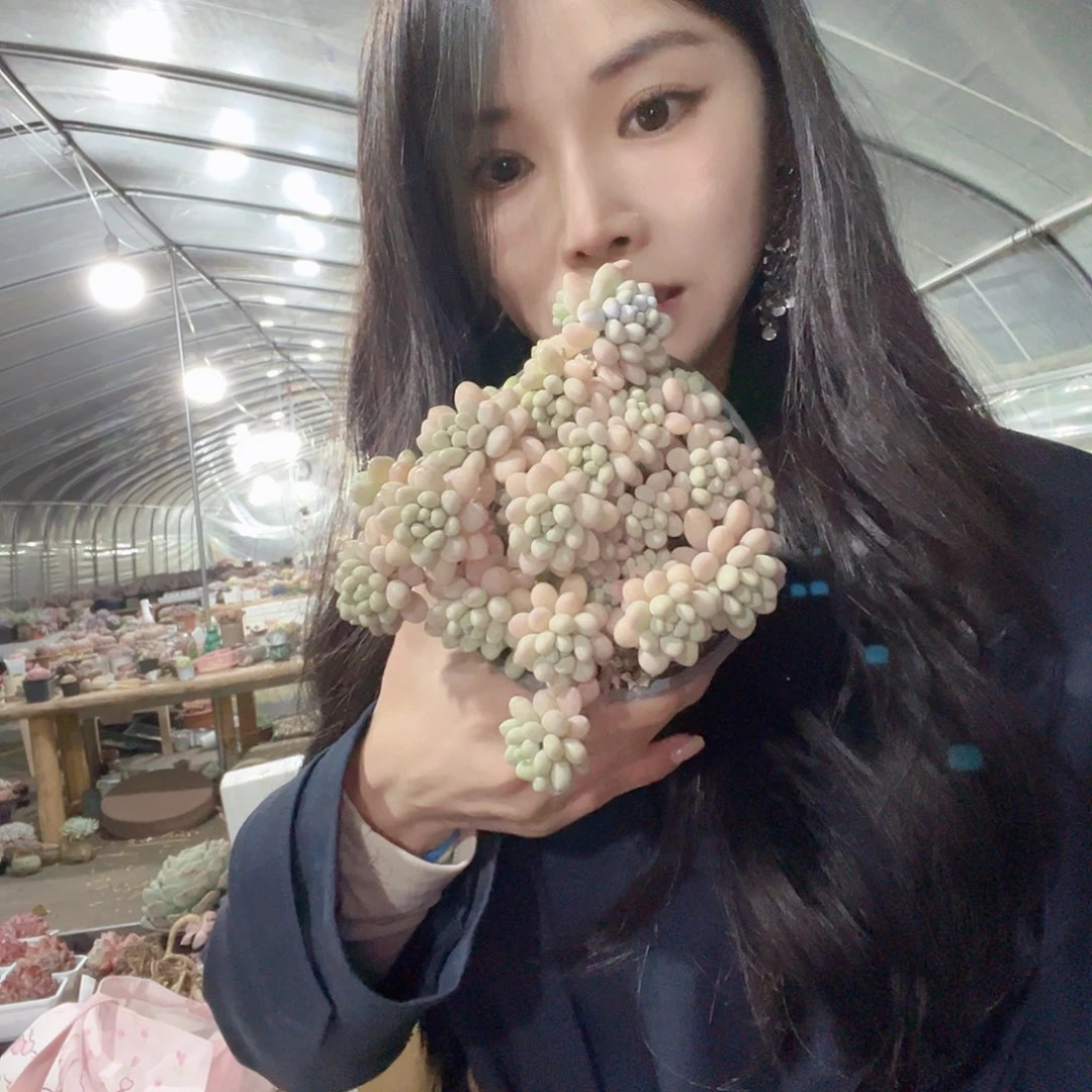 多肉植物一物一拍