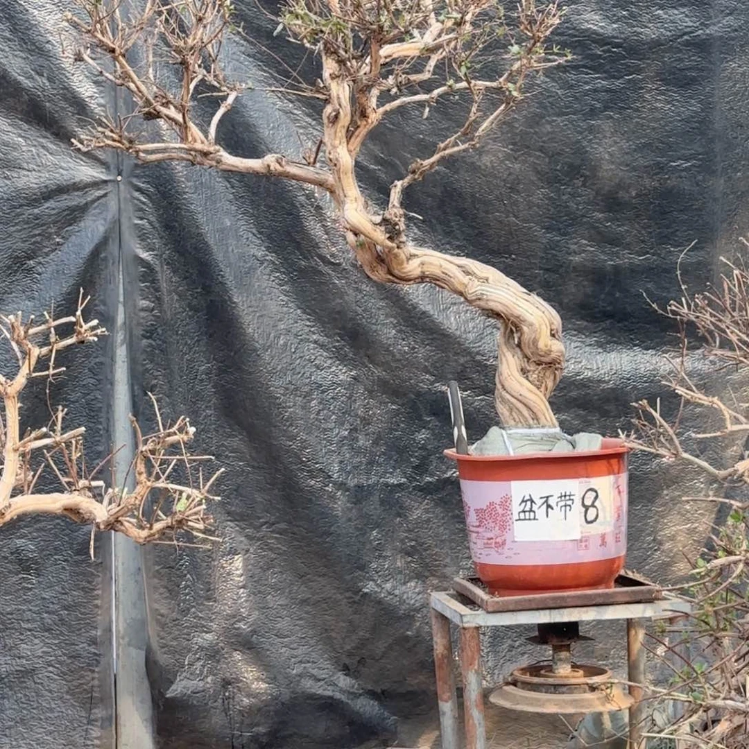人***火金银花金银花金花银花