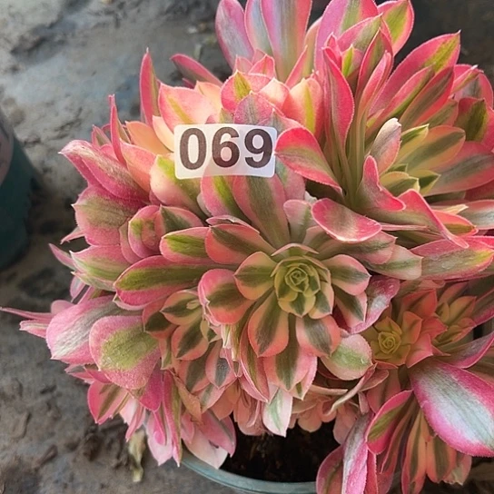 灯*多肉植物一个