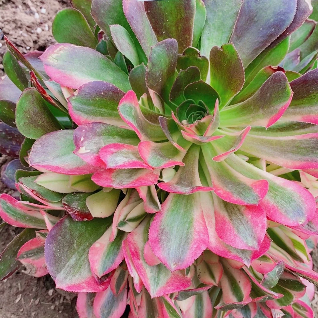 香妃花脸开播福利25